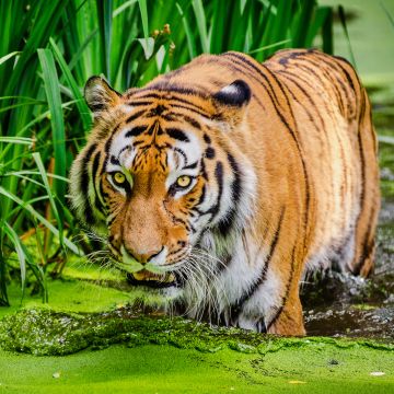 Siberian tiger, Pond, Big cat, Green