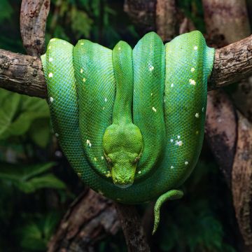 Green Python, Green snake, Tree Branch, Reptile, Coiled Snake, Forest, Closeup, 5K