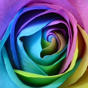 Rose flower, Colorful, Multicolor, Rainbow, Beautiful, Macro, Closeup, Floral, Blossom, Bloom, 5K