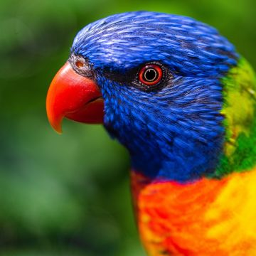Rainbow Lorikeet, Parrot, Colorful, Bird, Multicolor, Closeup, Green background, 5K