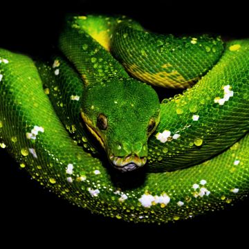 Tree Python, Green snake, Green Python, Water drops, Dark background, 5K