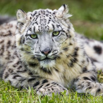 White, Snow leopard, Green Grass, Big cat, Wild animal, Predator, Carnivore, Stare, 5K