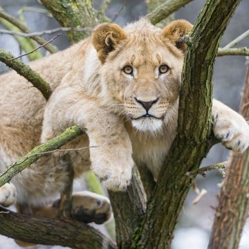 Young Lioness, Cub, Tree Branches, Big cat, African Lion, Zoo, Predator, Carnivore, 5K