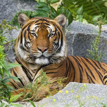 Malayan tiger, Big cat, Wild animal, Predator, Carnivore, Tiger face, 5K