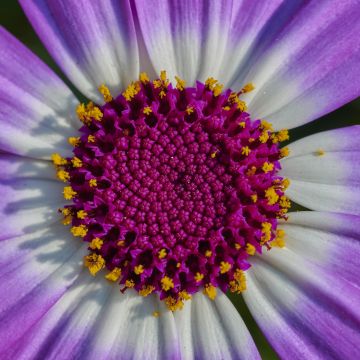 Purple Flower, Macro, Closeup, Petals, Blossom, Bloom, Spring, Pericallis senetti