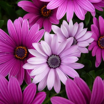 Daisy flowers, Garden, Purple Flowers, Pink flowers, Closeup, Bloom, Blossom