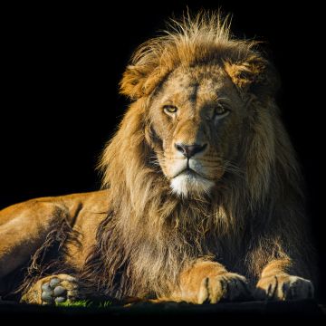 Lion, Male, Zoo, Wild Cat, Black background, 5K, 8K