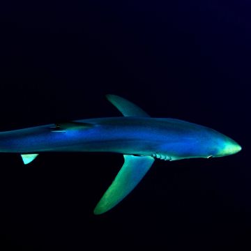 Blue Shark, Underwater, Atlantic Ocean, Deep Sea, Dark background, 5K