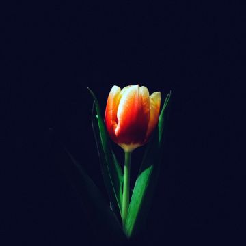 Tulip flower, Orange tulips, Dark background, 5K