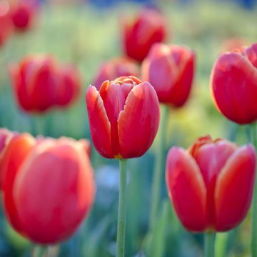 Tulip flowers, Red Tulips, Flower garden, Floriade, Canberra, Spring, Blossom, Bloom