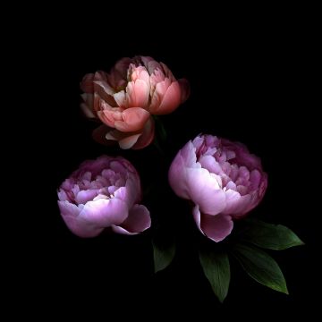 Rose flowers, Colorful, Black background, Roses, 5K