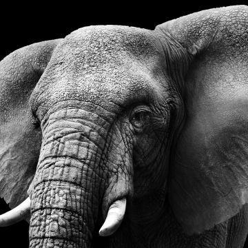 Elephant, Monochrome, Black background, Closeup, Black and White