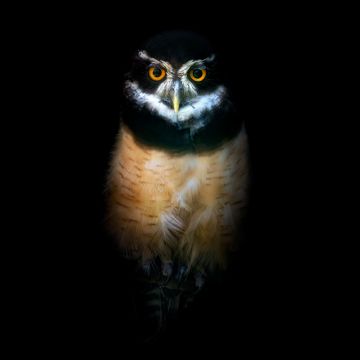 Owl, Night, Wildlife, Black background, 5K, 8K