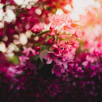 Pink flowers, Purple, Bokeh, Blossom, Floral, Daytime, 5K