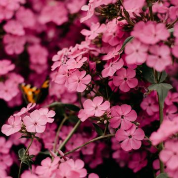 Pink flowers, Bokeh, Floral, Blossom, Bloom, Spring, Closeup, Beautiful, 5K