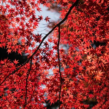Maple tree, Red leaves, Autumn, Tree Branches, 5K