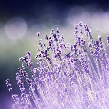 Lavender flowers, Bokeh, Blur, Garden, Purple, Aesthetic, 5K