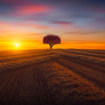 Lone tree, Agriculture, Fields, Sunset, Evening, Landscape, Scenery, Countryside, 5K