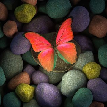 Butterfly, Stones, Colorful, Focus, Pebbles, Aesthetic, Glowing, Girly backgrounds