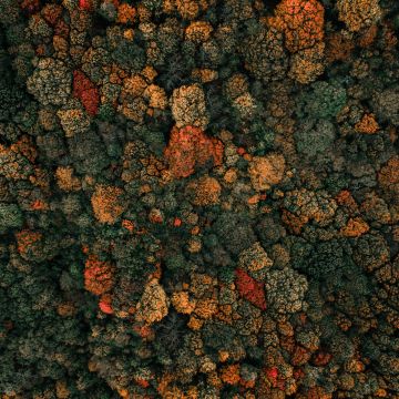 Autumn trees, Drone photo, Forest, Aerial view, Birds eye view, Green Trees, 5K