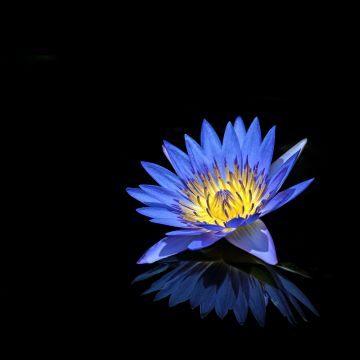 Water Lily, Blue flower, Black background, Reflection, 5K