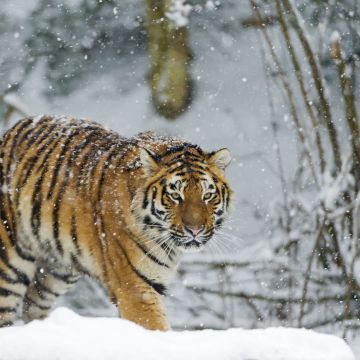 Siberian tiger, Snowfall, Amur tiger, Winter, Cold, Big cat, Wild animal, Predator, Walking, Carnivore, 5K