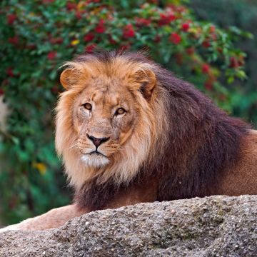 Lion, Wild animal, Carnivore, Predator, Portrait, Closeup, Big cat