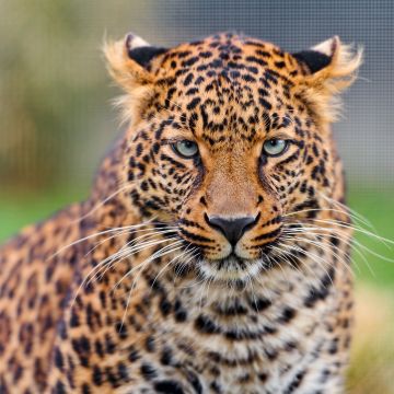 Leopard, Closeup, Zoo, Wild animal, Face, Big cat, Carnivore, Predator, Portrait
