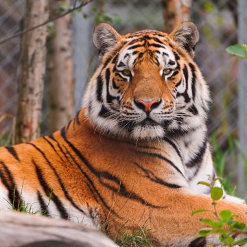 Staring, Siberian tiger, Zoo, Amur tiger, Big cat, Carnivore, Predator, Wild animal