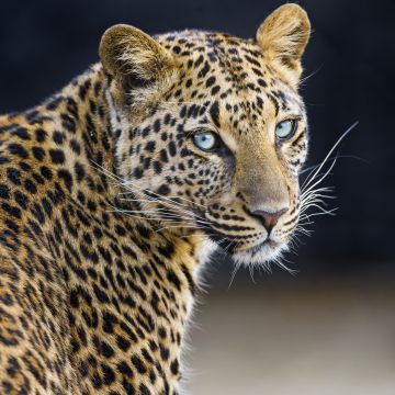 Leopardess, Jaguar, Closeup, Portrait, Big cat, Wild animal, Predator, Carnivore, Face
