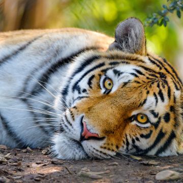 Bengal Tiger, Wild, Closeup, Big cat, 5K