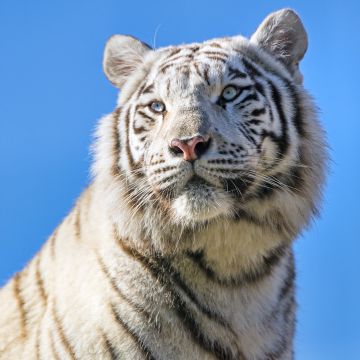 White tiger, Bengal Tiger, Tigress, Blue Sky, 5K