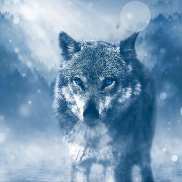 Wolf, Predator, Wild animal, Winter, Snowfall, Fog, Cold, Staring