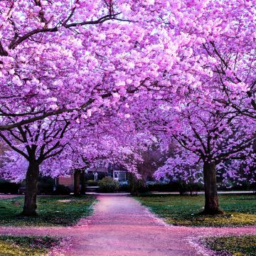 Cherry Blossom Trees, Purple Flowers, Pathway, Park, Floral, Colorful, Spring, Beautiful, Aesthetic, 5K