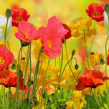 Poppy flowers, Colorful, Bloom, Blossom, Garden, Beautiful, Flower heads, Summer, Flower buds, Red flowers