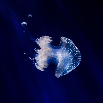 Jellyfish, Blue background, Sea Life, Aquarium, Dark background, Underwater, Glowing, Transparent, Closeup, 5K