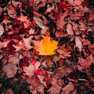 Maple leaves, Autumn, Fallen Leaves, Leaf Background, 5K