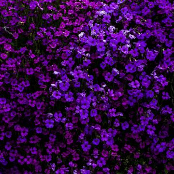 Purple Flowers, Floral Background, Beautiful, Blossom, Garden, Aubrieta Flowers, 5K