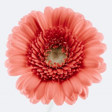 Gerbera Daisy, Bloom, White background, Closeup, Macro, Blossom, Spring, Flower heads, Beautiful, 5K