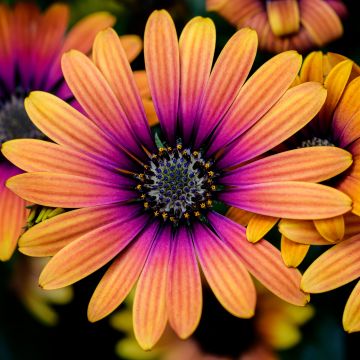 Daisy flowers, Colorful flowers, Yellow, Pink, Closeup, Macro, Flower heads, Blossom, Spring, Garden, Floral, 5K