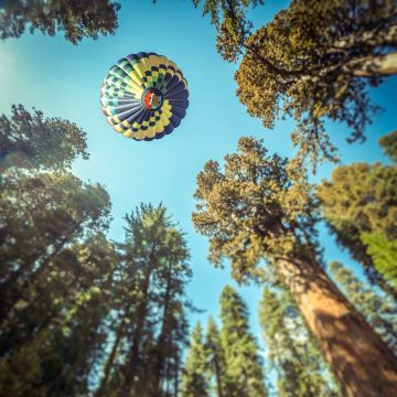 Hot air balloon, Sequoia National Park, California, Woods, Tall Trees, Looking up at Sky, Blue Sky, 5K