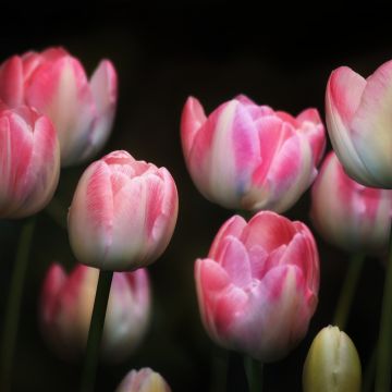 Tulips, Pink flowers, Black background, Spring, Garden, Flora, Bright