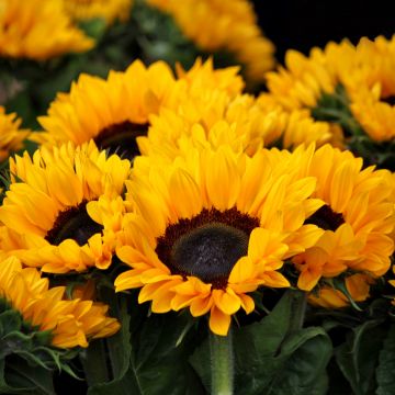 Spring, Sunflowers, Blossom, Floral, Yellow flowers, Closeup, Beautiful, Flower garden, Bright, 5K