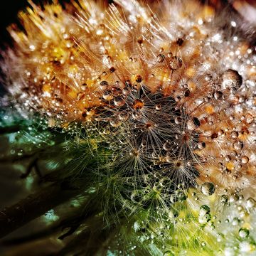 Dandelion flowers, Closeup, Macro, Dew Drops, Colorful, Bokeh, Water drops, 5K
