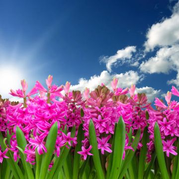 Pink flowers, Hyacinth, Garden, Sun light, Blue Sky, Clouds, Green leaves, Spring, Blossom, 5K, 8K