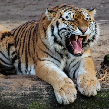 Tiger, Roaring, Wild animal, Predator, Mammal, Carnivore, Big cat, Zoo