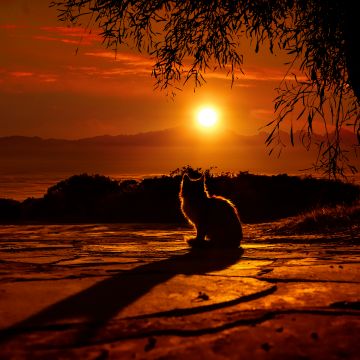 Cat, Silhouette, Sunset, Orange sky, Tree Branches, Shadow