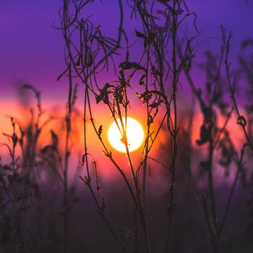 Sunrise, Silhouette, Purple sky, Plants, Dusk, Blurred, 5K