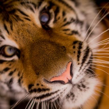 Bengal Tiger, Closeup, Wild animal, Predator, Carnivore, Big cat, Portrait, Mammal, 5K