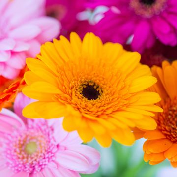 Gerbera Daisy, Yellow flower, Pink, Orange, Closeup, Macro, Blurred, Selective Focus, Vibrant, Colorful, Floral Background, Spring, Blossom, 5K